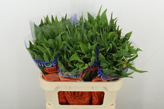 <h4>Alstr Dancing Queen</h4>