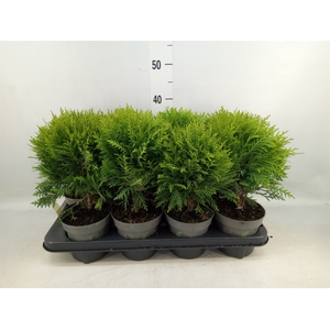Thuja occid. 'Danica'