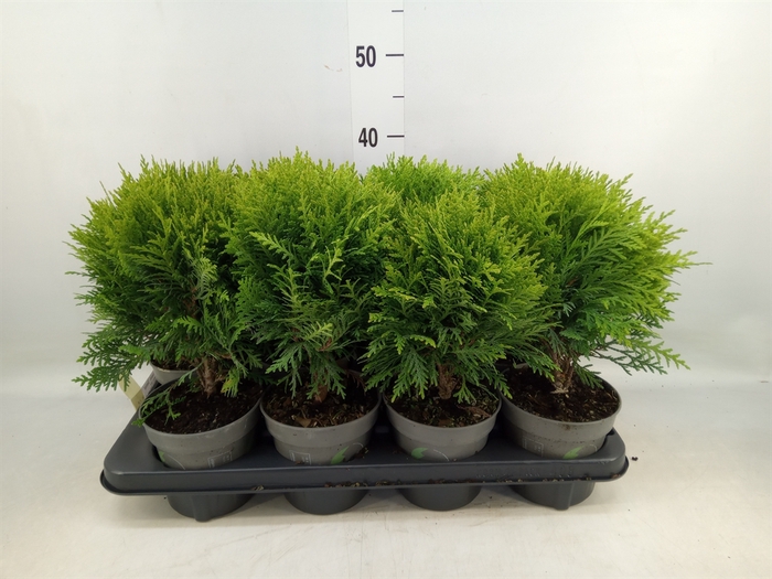 <h4>Thuja occid. 'Danica'</h4>