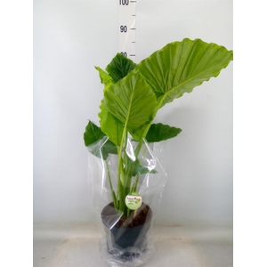 Alocasia gageana