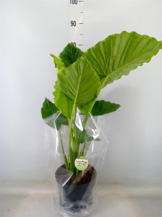 <h4>Alocasia gageana</h4>