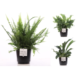 Varens gemengd in P&PURE Liv ceramics matt black