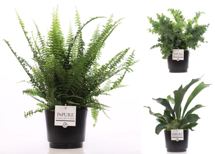 <h4>Varens gemengd in P&PURE Liv ceramics matt black</h4>