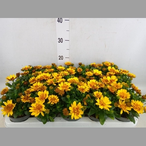 Osteospermum  '3D Deep Sun'