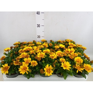 Osteospermum  '3D Deep Sun'