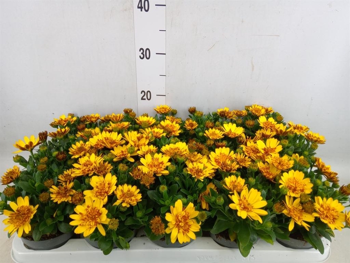 <h4>Osteospermum  '3D Deep Sun'</h4>