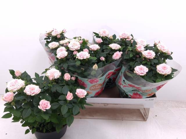 <h4>RO FAV RO PINK</h4>