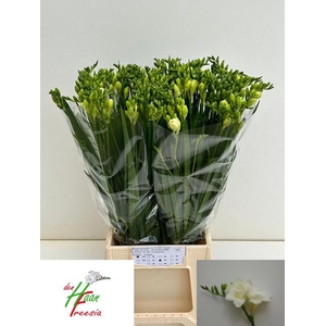 FREESIA DU VERSAILLES FR DU VERSAIL