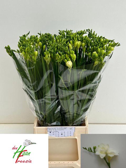 <h4>Freesia du Versailles</h4>