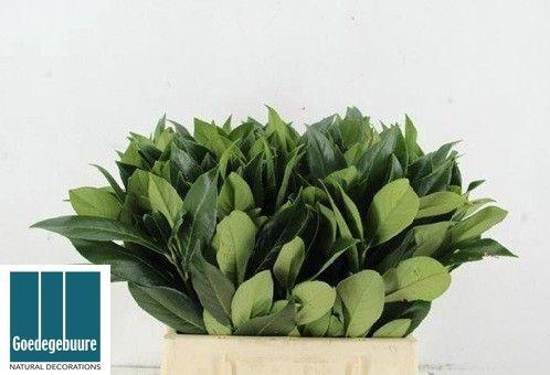 <h4>LAURUS NOBILIS</h4>