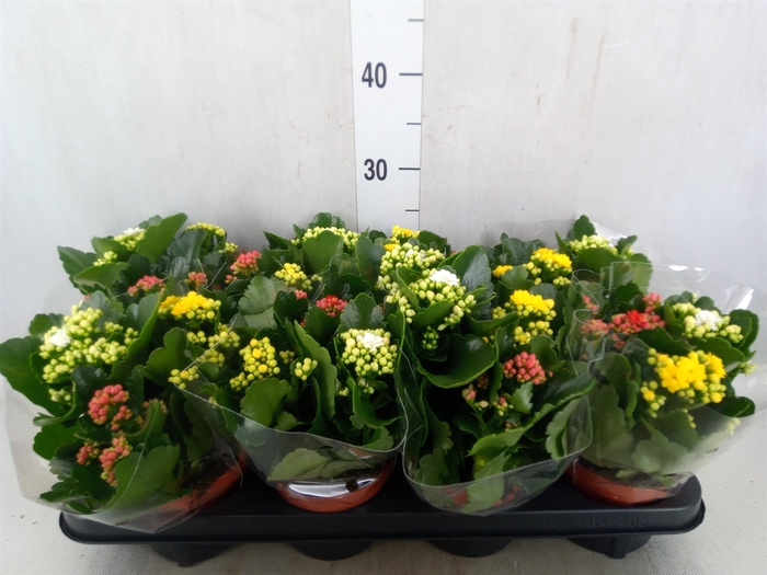 <h4>Kalanchoe blos.   ..rosebud mix/pot</h4>