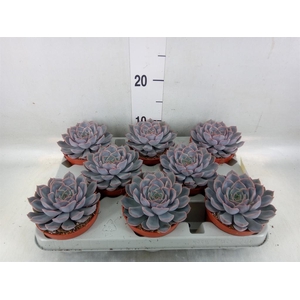 Echeveria  'Orion'