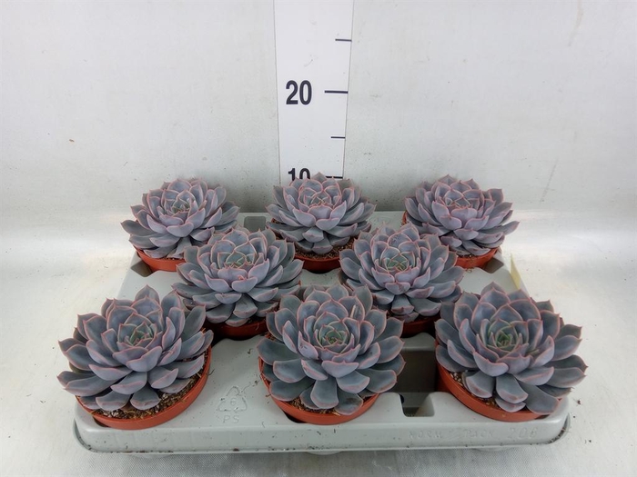 <h4>Echeveria  'Orion'</h4>