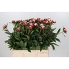 Paeonia Sarah Bernhardt Ongeplozen