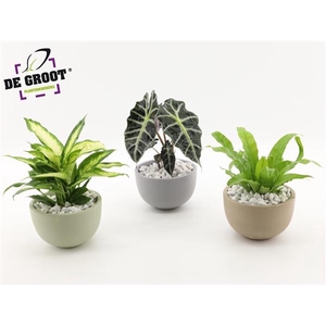 Arrangement gemengd in schaal