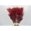 Bromelia Red Paloma