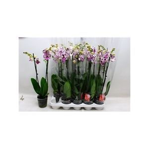 Phal F Spee Elegance 2 Branches 18+