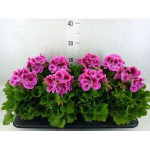 Pelargonium gran.   ..