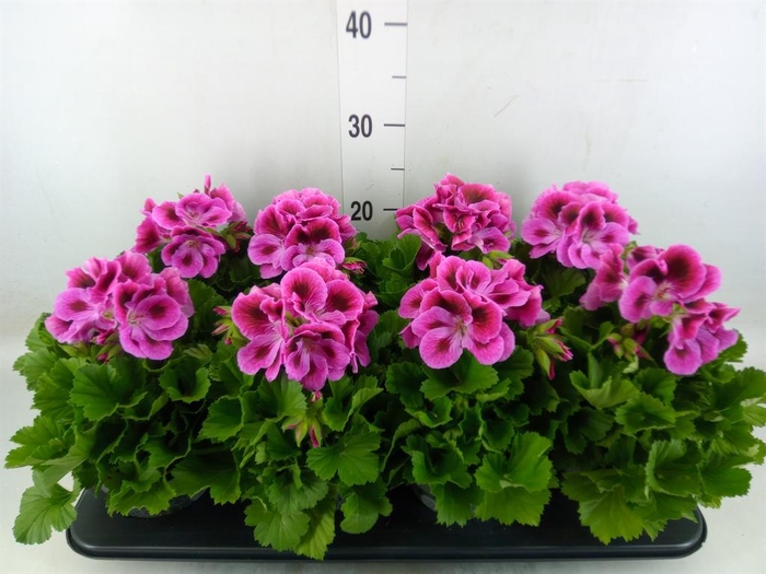 <h4>Pelargonium gran.   ..</h4>