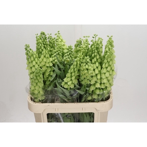 Fritillaria Persica Ivory Bells