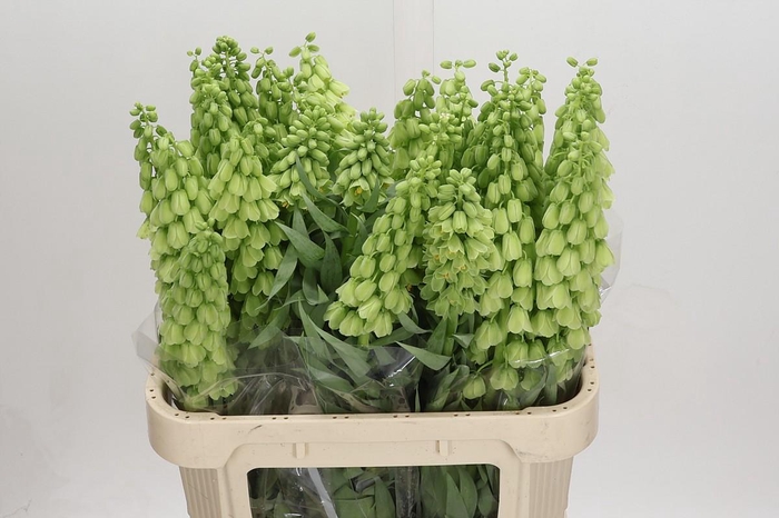 <h4>Fritillaria Persica Ivory Bells</h4>