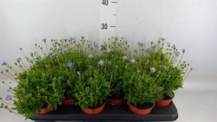 <h4>Felicia amell. 'Felicitara Blue'</h4>