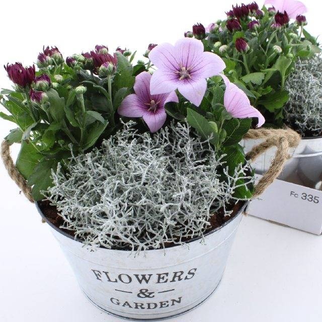 <h4>ARR TUINPLANTEN</h4>
