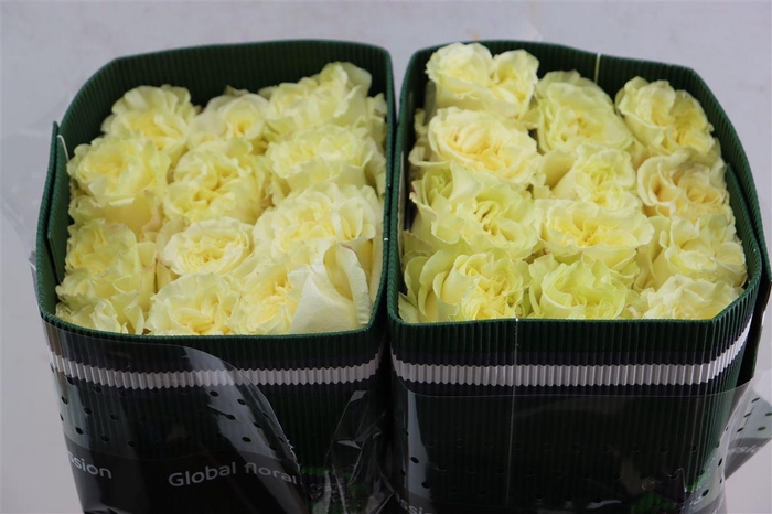 <h4>R Gr Cream Enigma</h4>