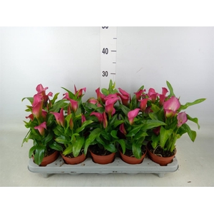 Zantedeschia  'Zazu'