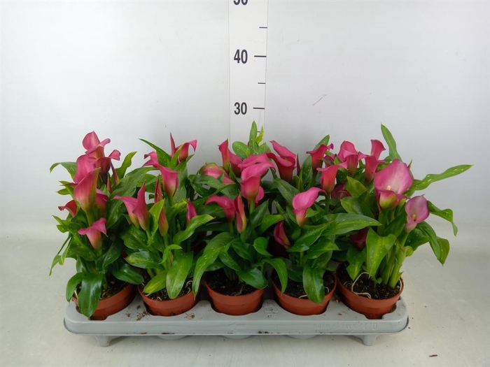 <h4>Zantedeschia  'Zazu'</h4>