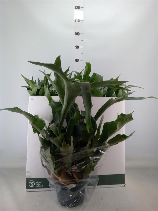 <h4>Platycerium bifurc. 'Netherlands'</h4>