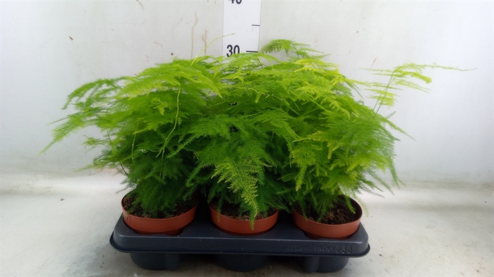 <h4>Asparagus setaceus</h4>