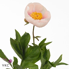 Paeonia Athena