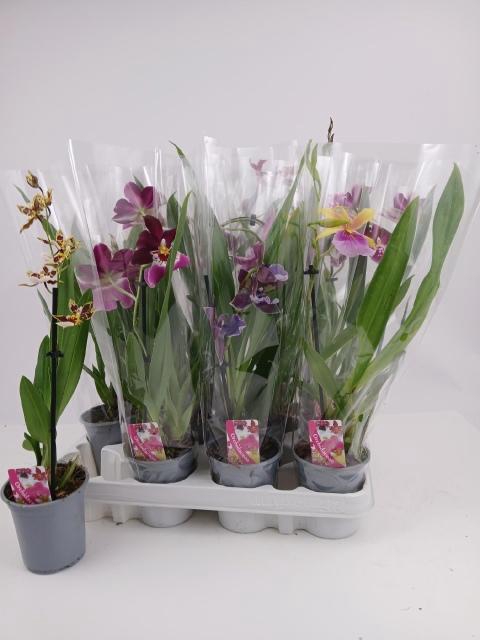 <h4>ORCHIDEEEN GEM</h4>