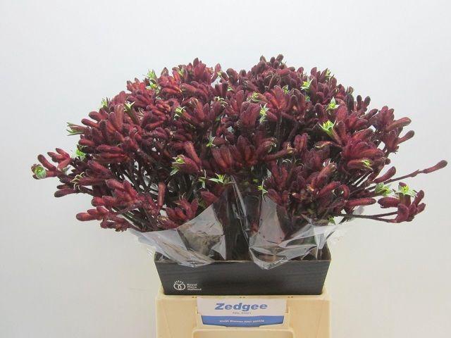 <h4>ANIGOZ EARLY SPRING</h4>