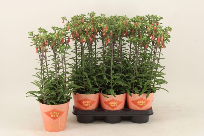 <h4>Kalanchoe Lucky Bells</h4>