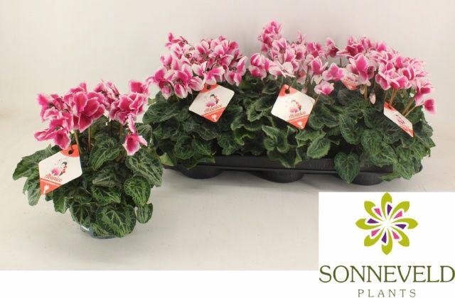 <h4>CYCL ABANICO P13</h4>