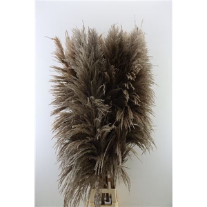 Dried Cortaderia Zaquara 160cm Nat Brown P. Stem