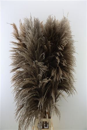 Dried Cortaderia Zaquara 160cm Nat Brown P. Stem