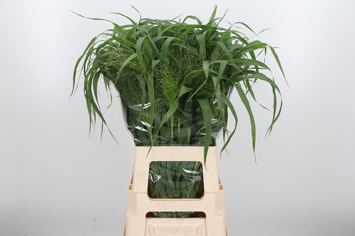 <h4>Panicum Fountain</h4>