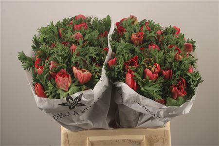 <h4>Anemone Mistral Red</h4>