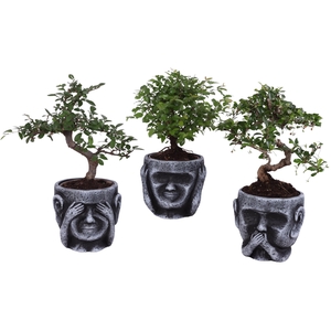 Bonsai Indoor Mix Ø12cm Mix B/S Shape in Ceramic pot Ø15cm