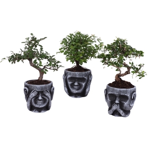 Bonsai Indoor Mix Ø12cm Mix B/S Shape in Ceramic pot Ø15cm