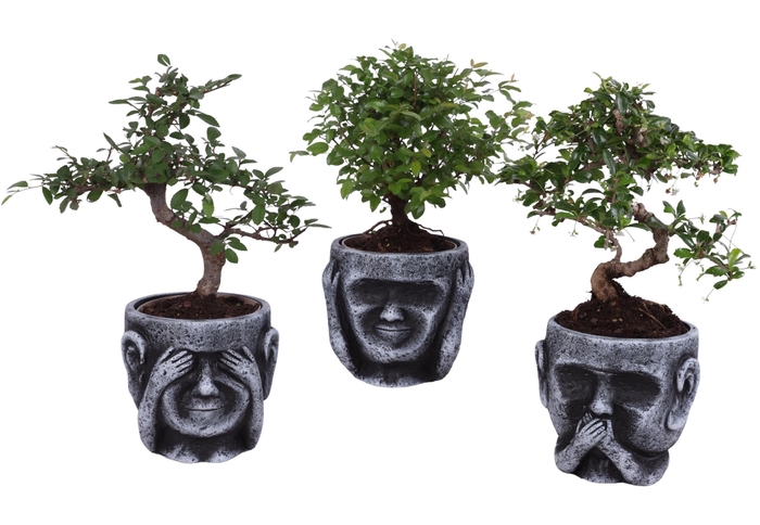 <h4>Bonsai Indoor Mix Ø12cm Mix B/S Shape in Ceramic pot Ø15cm</h4>
