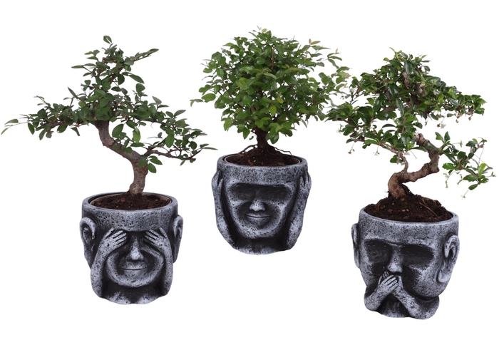 <h4>Bonsai Indoor Mix Ø12cm Mix B/S Shape in Ceramic pot Ø15cm</h4>
