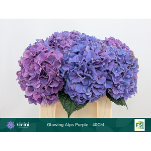 Hydr Glowing Alps Purple 40 cm Vicini