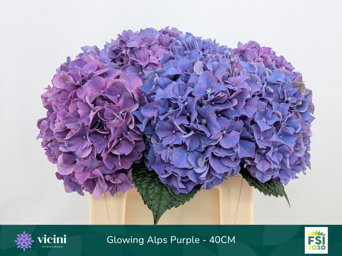 <h4>Hydr Glowing Alps Purple 40 cm Vicini</h4>