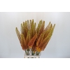 Eremurus Emmy Ro