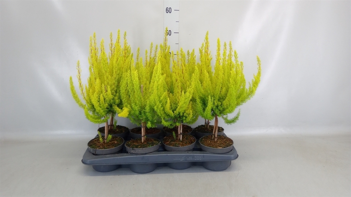 <h4>Erica arborea 'Albe'</h4>