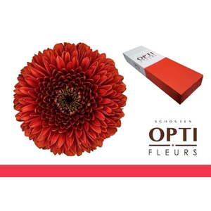 Germini Pomponi Rizzo Doos